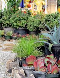 Agaves Cactus Delray Garden Center