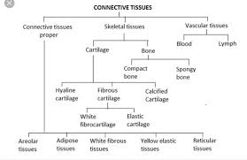 Flow Chart Of Blood A Connective Tissue Brainly In