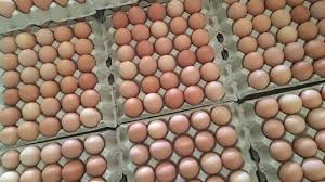 Non mangiare uova che sono state in cova, sono sicuramente non più fresche e potenzialmente. Tag Come Capire Se Le Uova Sono Fresche Zolle
