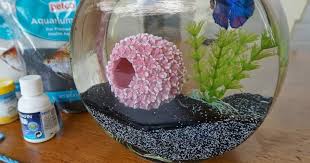 cool glass fish bowl decorations ideas
