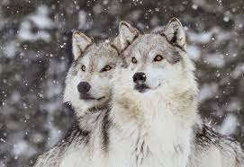 Wolf information, anatomy, feeding, reproduction, habitat and wolf conservation. Colorado Parks And Wildlife Holds 1st Info Session On Wolf Reintroduction Craigdailypress Com