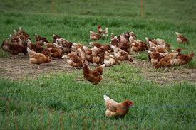 養雞場安裝攝像頭實時直播散養雞群日常| 維州| 養雞場| 散養雞| 大紀元