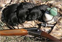You like guns, she likes puppies. Preparing Your Gun Dog For Gunfire Thedogtrainingsecret Com Thedogtrainingsecret Com
