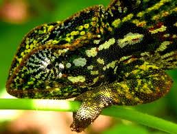 carpet chameleon carpet