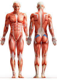 As a fitness professional and an exam candidate, there is no way of getting around the fact that you need to know your anatomy! Muscles That Move The Thigh Or Leg Movement Occurs At Hip Or Knee Joint Flashcards Quizlet