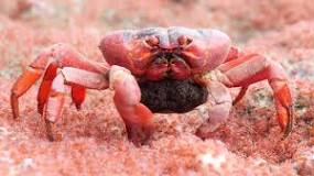 Image result for Do crabs eat baby crabs?