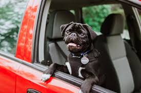 Dog Car Accessories Top 20 Dog Car