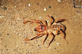 Click here to find out! Absurd Creature Of The Week This Ferocious Arachnid Is Death Wrapped In Mystery Wired
