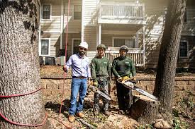 Maybe you would like to learn more about one of these? Tree Removal Atlanta Tree Trimming In Atlanta Ga Sesmas Tree Service
