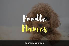 poodle names for dogs