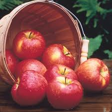 Honeycrisp Apple Tree Apple And Fruit Trees From Gurneys