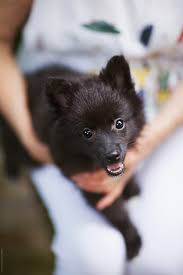 black long haired pomeranian puppy on