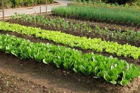Top 20 Vegetable Garden Ideas To Grow