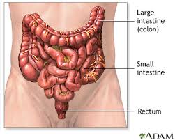 The ileocecal valve of the ileum (small intestine) passes material into the large intestine at the cecum. Large Bowel Resection Information Mount Sinai New York