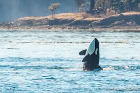 Things to do in san juan islands. 9 Places To See Killer Whales In The Wild Backpacker Travel