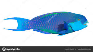 tropical fish parrotfish portrait