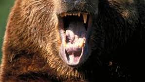 Bear Rug Bear Bear Skin Rug