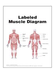 Muscle Chart 5 Free Templates In Pdf Word Excel Download