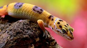 leopard geckos veterinarian in canton
