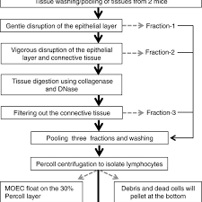 Flow Chart Of The Major Steps In The Moil Isolation Method