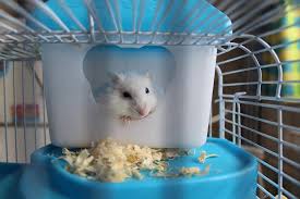 how to clean out your dwarf hamster in