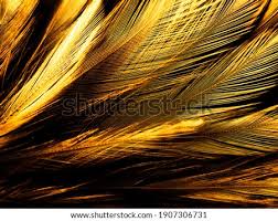 Use them in commercial designs under lifetime, perpetual & worldwide rights. Frame From Gold Feathers Stock Photos And Images Avopix Com