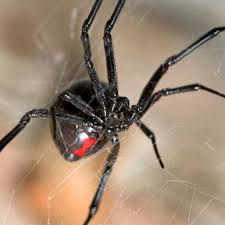 Pennsylvania Spiders That Bite Sciencing