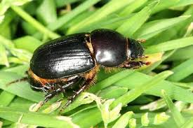 get rid of black beetles