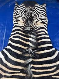 real zebra skin rug big size 7 5x7
