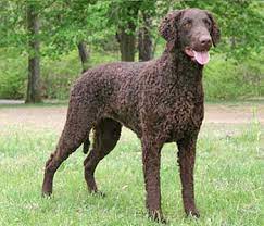 Dizzyki kennels have been involved with gundogs since 1984 in showing, retrieving and obedience. Curly Coated Retriever Tallest Of The Retrievers