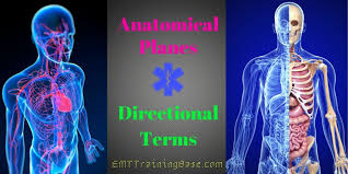 anatomical planes and directional terms