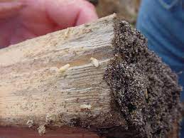 Termite Foundation Damage Termite