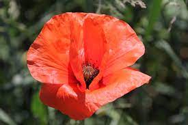How to grow poppy plants. How To Grow Poppies In Your Garden Thompson Morgan