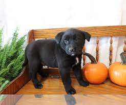 Labrador retriever mix male pup who was. View Ad Akita Labrador Retriever Mix Puppy For Sale Near Ohio Shiloh Usa Adn 229509
