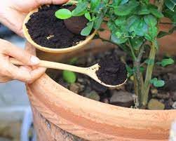 how to use coffee grounds for plants