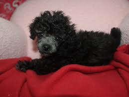 toy poodle dog male cream 3303306 pet