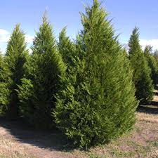 Leyland cypress have branches that grow our main products include: Leyland Cypress Cypley01g The Home Depot