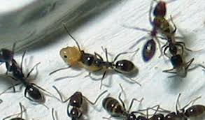 argentine ants control of argentine