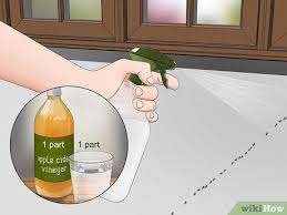 3 ways to get rid of ants wikihow