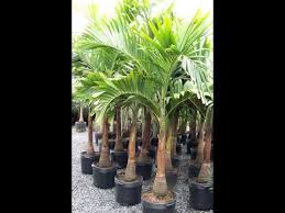 Arid climates are notoriously hot and dry. Como Cultivar Palmeira Veitchia Merilli Youtube