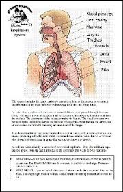Respiratory System 6 X 9 Chart
