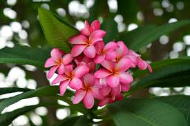 how to grow plumeria your guide to
