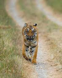wildlife sanctuary tours in india