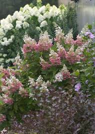 Plant And Grow Flowering Shrubs