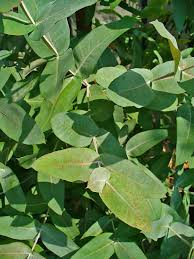 Plant therapy eucalyptus globulus organic essential oil (inci ingredients: File Eucalyptus Globulus 002 Jpg Wikimedia Commons