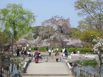 Kyoto Cherry Blossom Festival