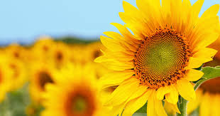 sunbelievable sunflower symbolize