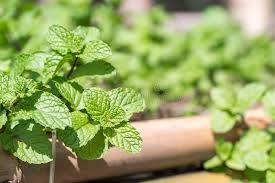 29,065 Peppermint Plant Stock Photos - Free & Royalty-Free Stock Photos  from Dreamstime