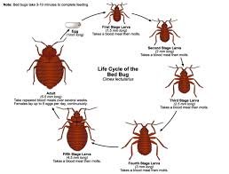 bed bugs erdye s pest control