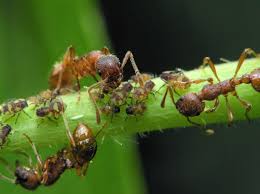 aphids and ant control relationship